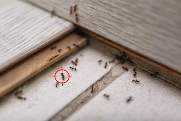Best Local Pest Control Services  in Buena Vista, GA