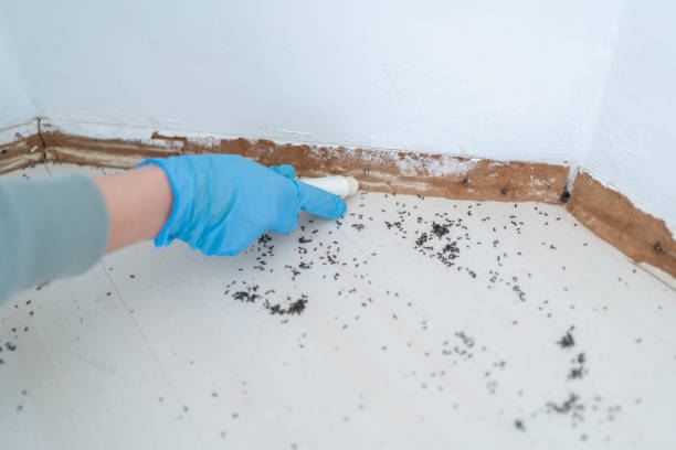 Best Affordable Pest Control Services  in Buena Vista, GA